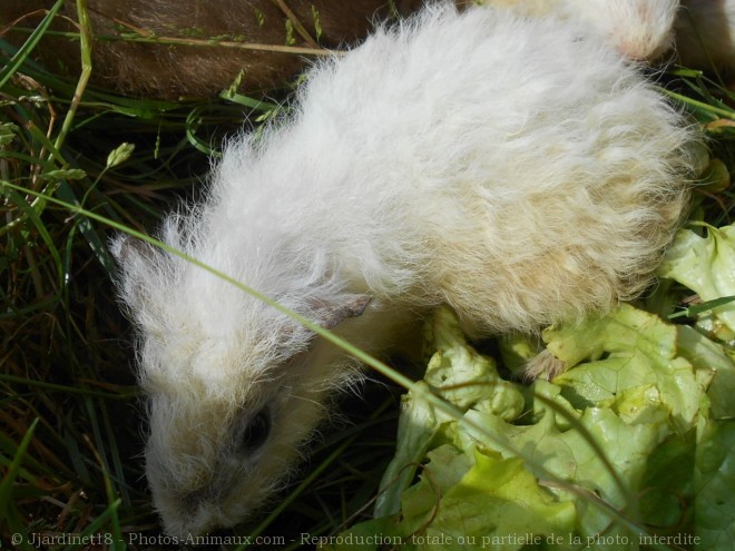 Photo de Cochon d'inde