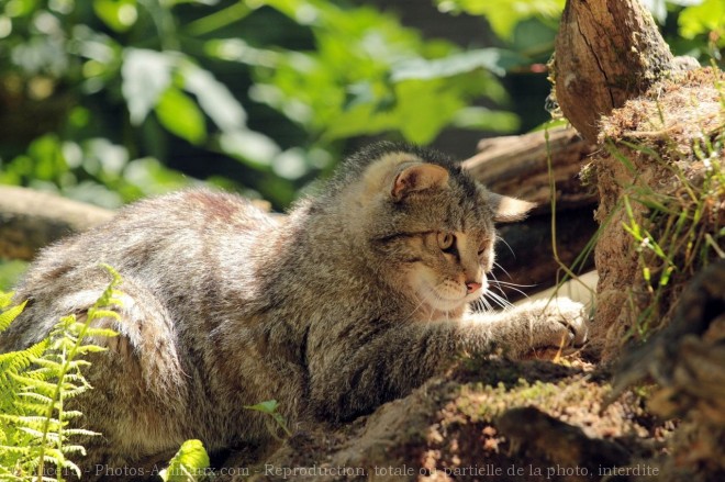 Photo de Chat de gordoni