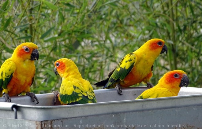 Photo de Conure soleil