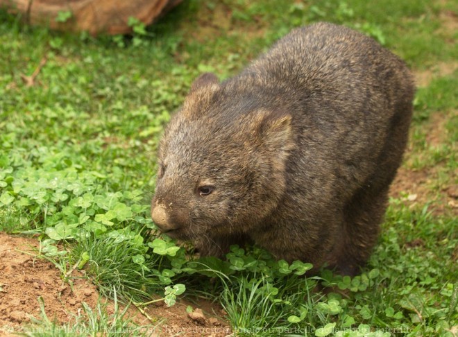 Photo de Wombat