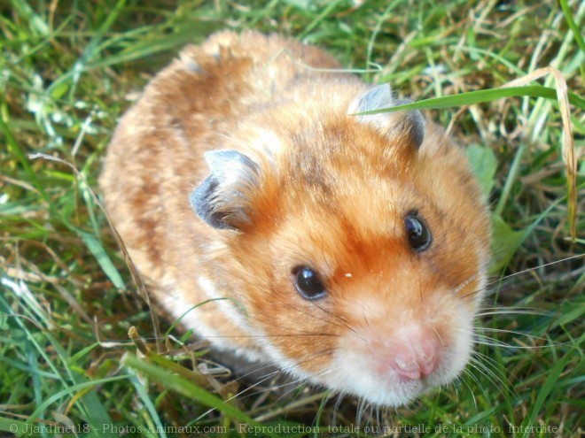 Photo de Hamster