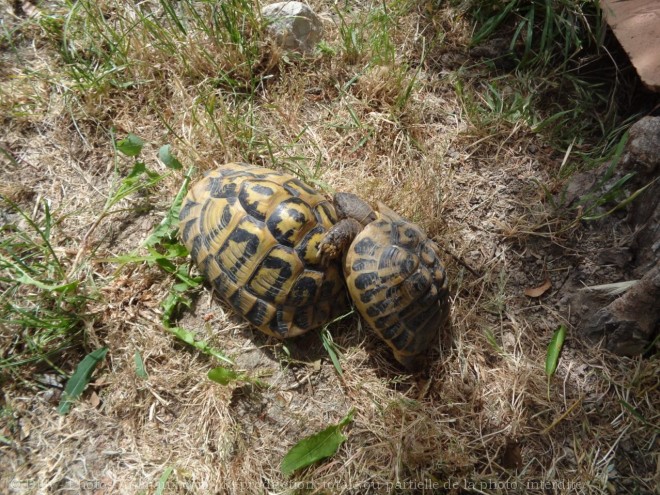 Photo de Tortue