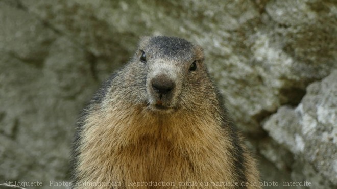 Photo de Marmotte