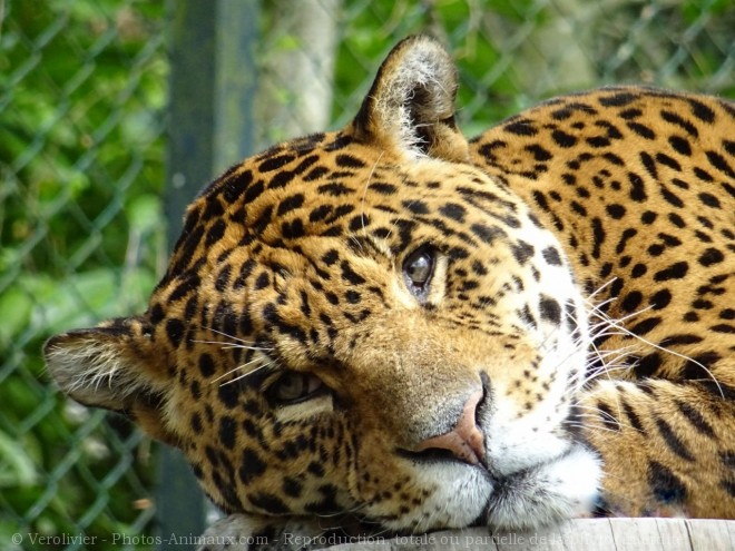 Photo de Jaguar