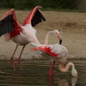 Photo de Flamand rose