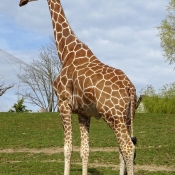 Photo de Girafe