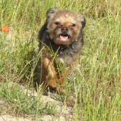 Photo de Border terrier