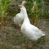 Photo d'Oie blanche