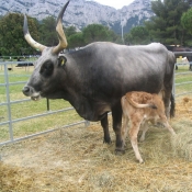 Photo de Vache