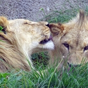 Photo de Lion