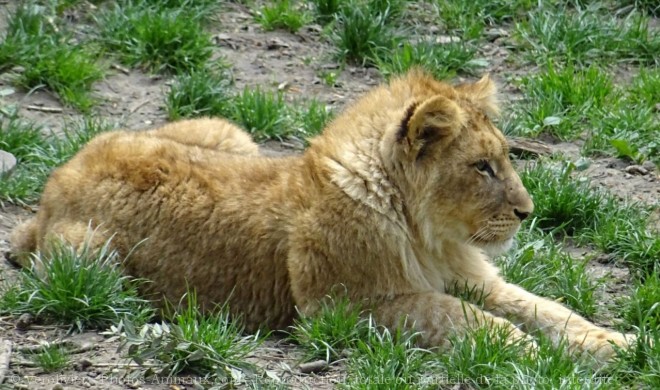 Photo de Lion