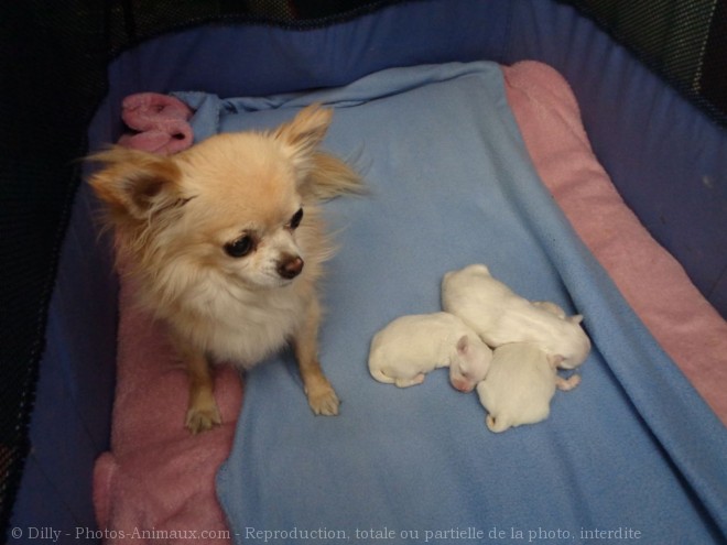 Photo de Chihuahua  poil long