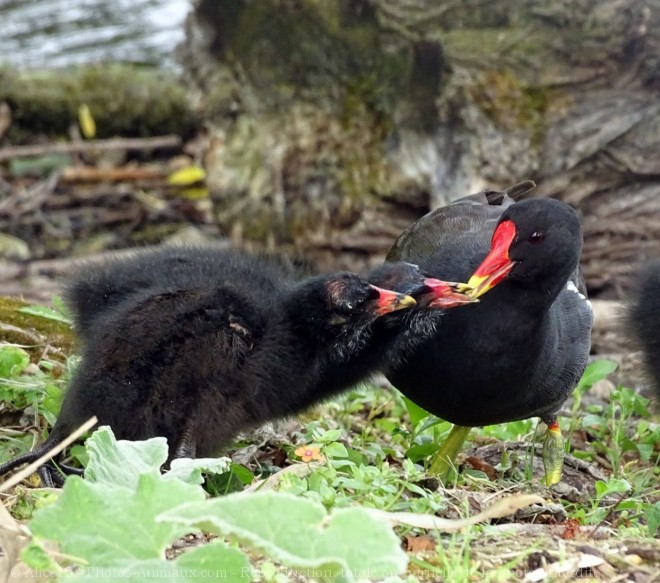 Photo de Poule d'eau