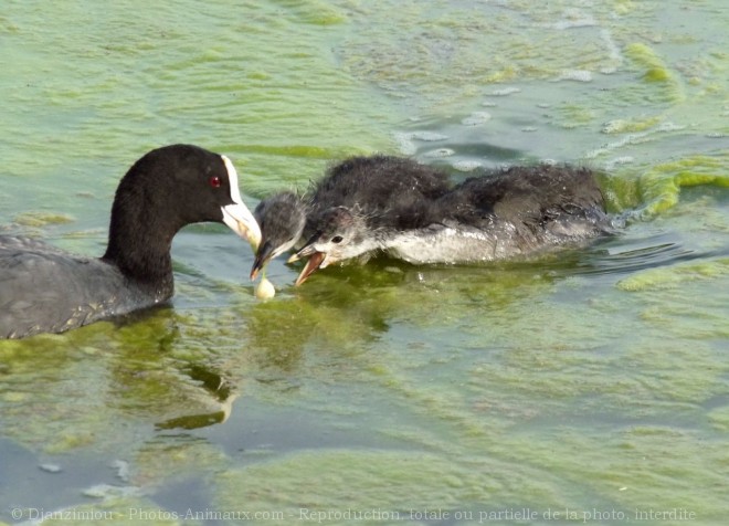 Photo de Foulque macroule