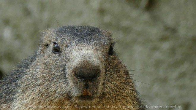 Photo de Marmotte