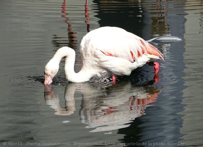 Photo de Flamand rose