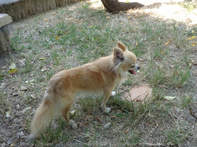 Photo de Chihuahua  poil long