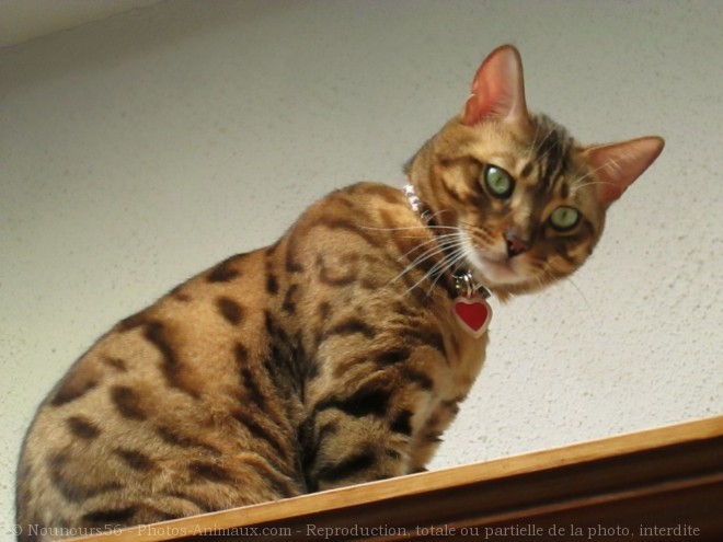 Photo de Bengal