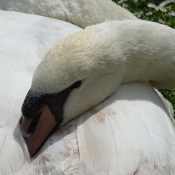 Photo de Cygne