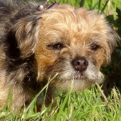 Photo de Border terrier