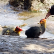 Photo de Foulque macroule