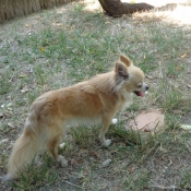 Photo de Chihuahua  poil long