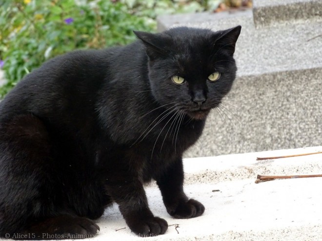 Photo de Chat domestique