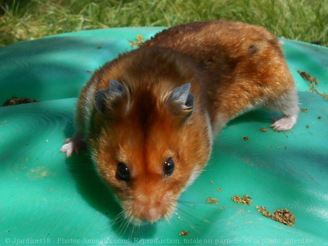 Photo de Hamster