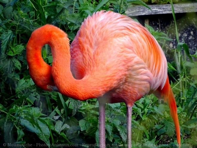 Photo de Flamand rose