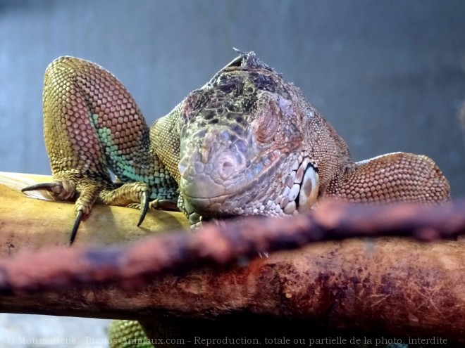 Photo d'Iguane