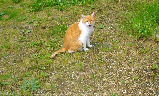 Photo de Chat domestique