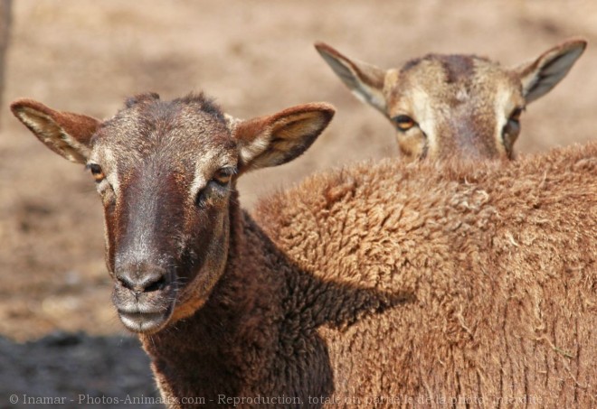 Photo de Mouflon