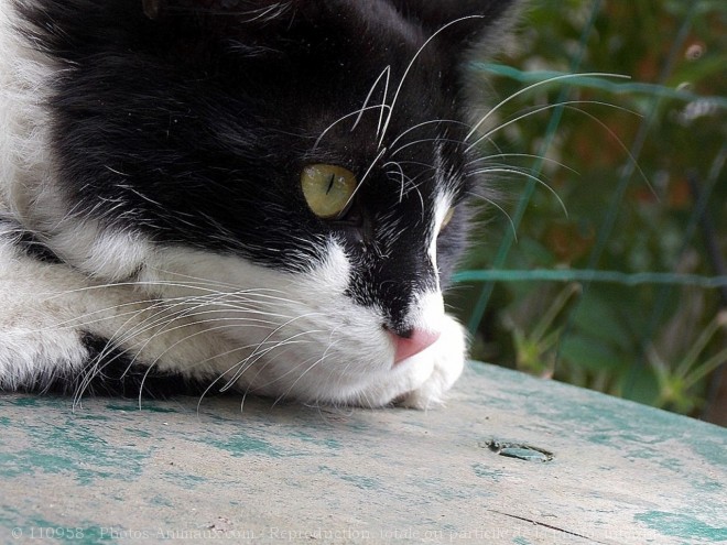 Photo de Chat domestique