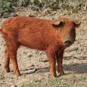 Photo de Cochon