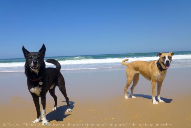 Photo de Croisement