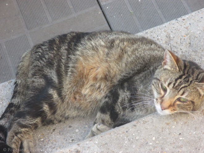 Photo de Chat domestique