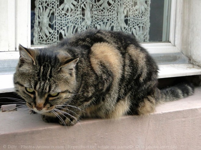 Photo de Chat domestique