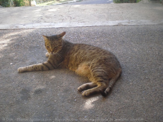 Photo de Chat domestique