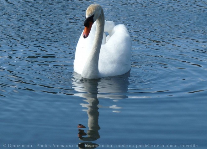 Photo de Cygne