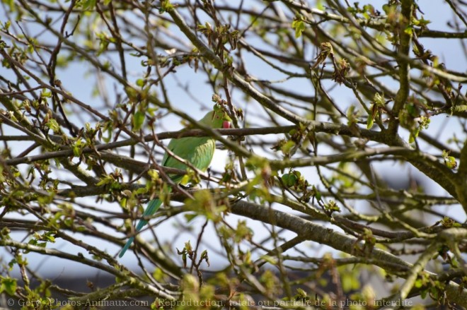 Photo de Perruche  collier