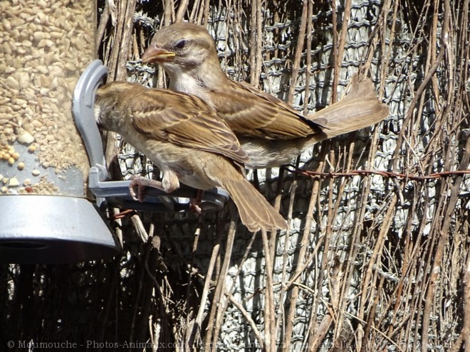 Photo de Moineau