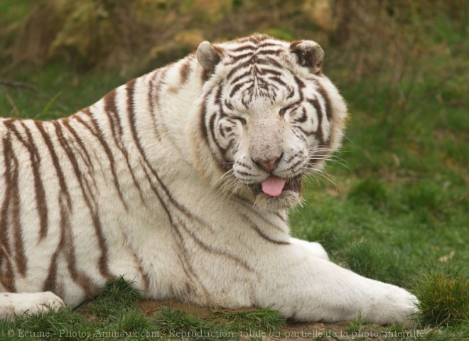 Photo de Tigre