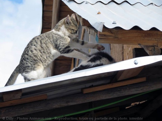 Photo de Chat domestique