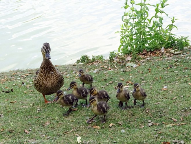 Photo de Canard colvert