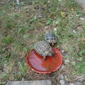 Photo de Tortue