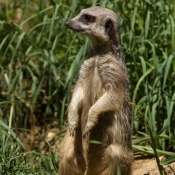 Photo de Suricate