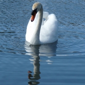 Photo de Cygne