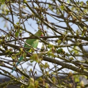 Photo de Perruche  collier