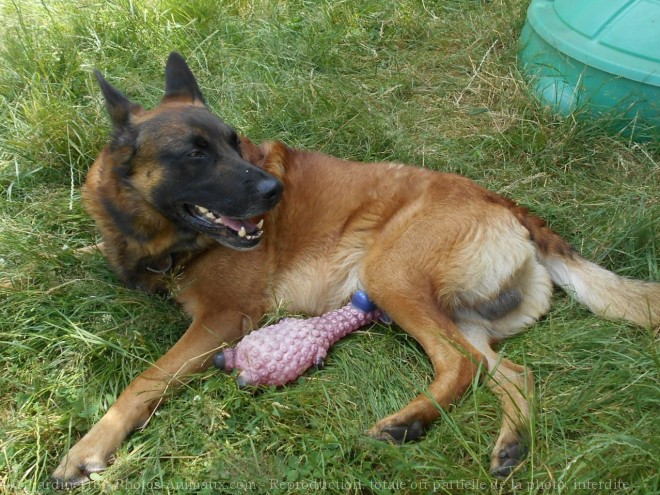 Photo de Berger belge malinois