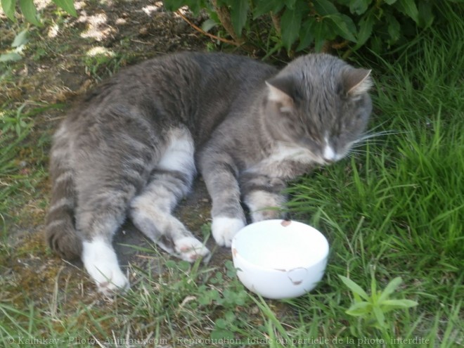 Photo de Chat domestique